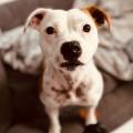 staffy's du grand nord