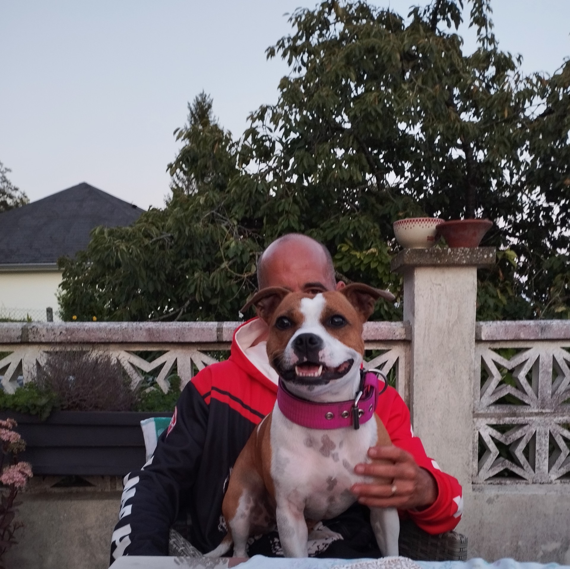 staffy's du grand nord