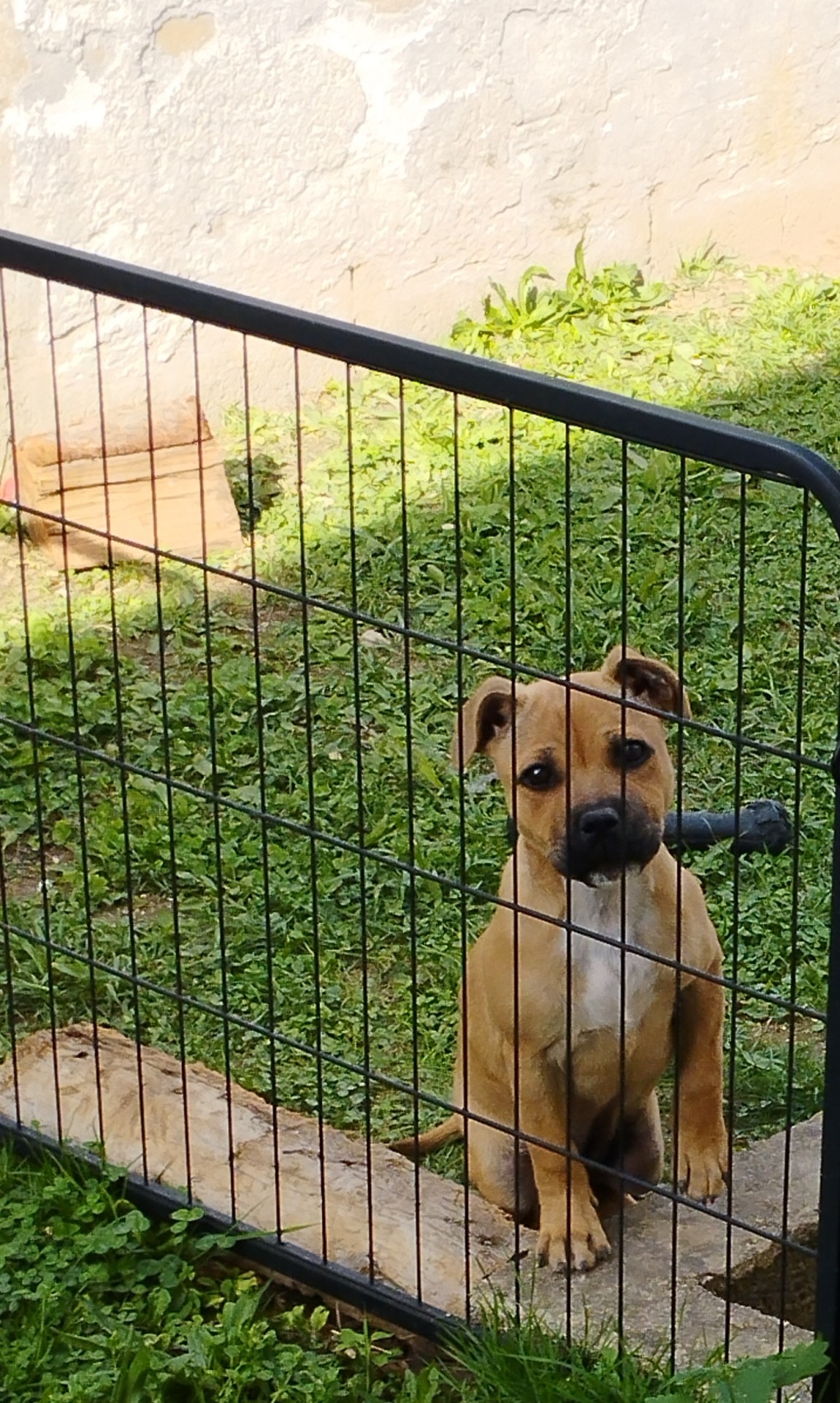 staffy's du grand nord