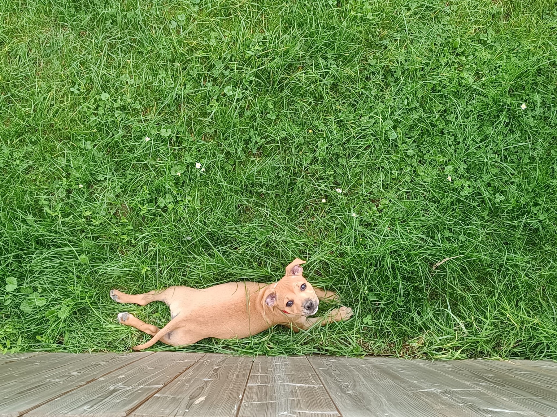 staffy's du grand nord