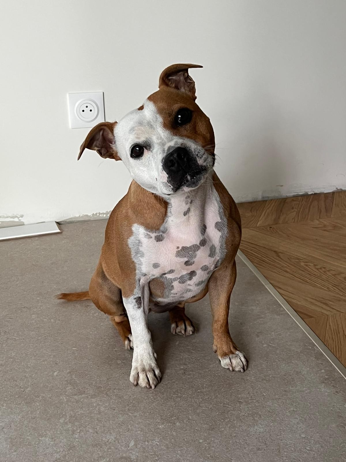 staffy's du grand nord