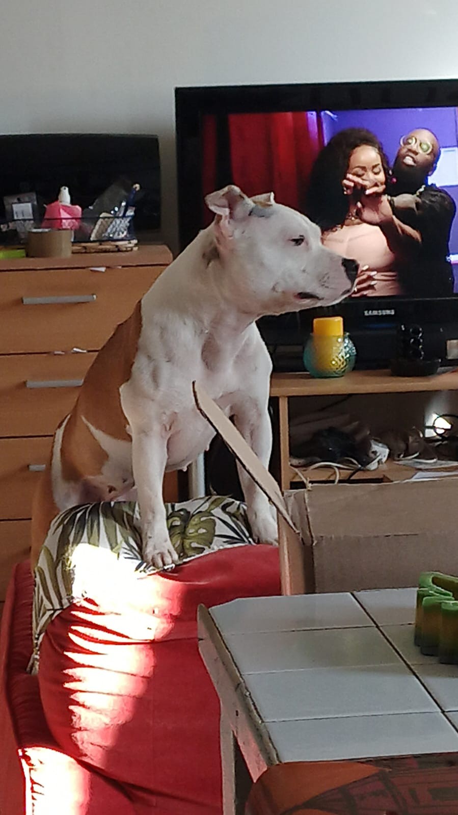 staffy's du grand nord