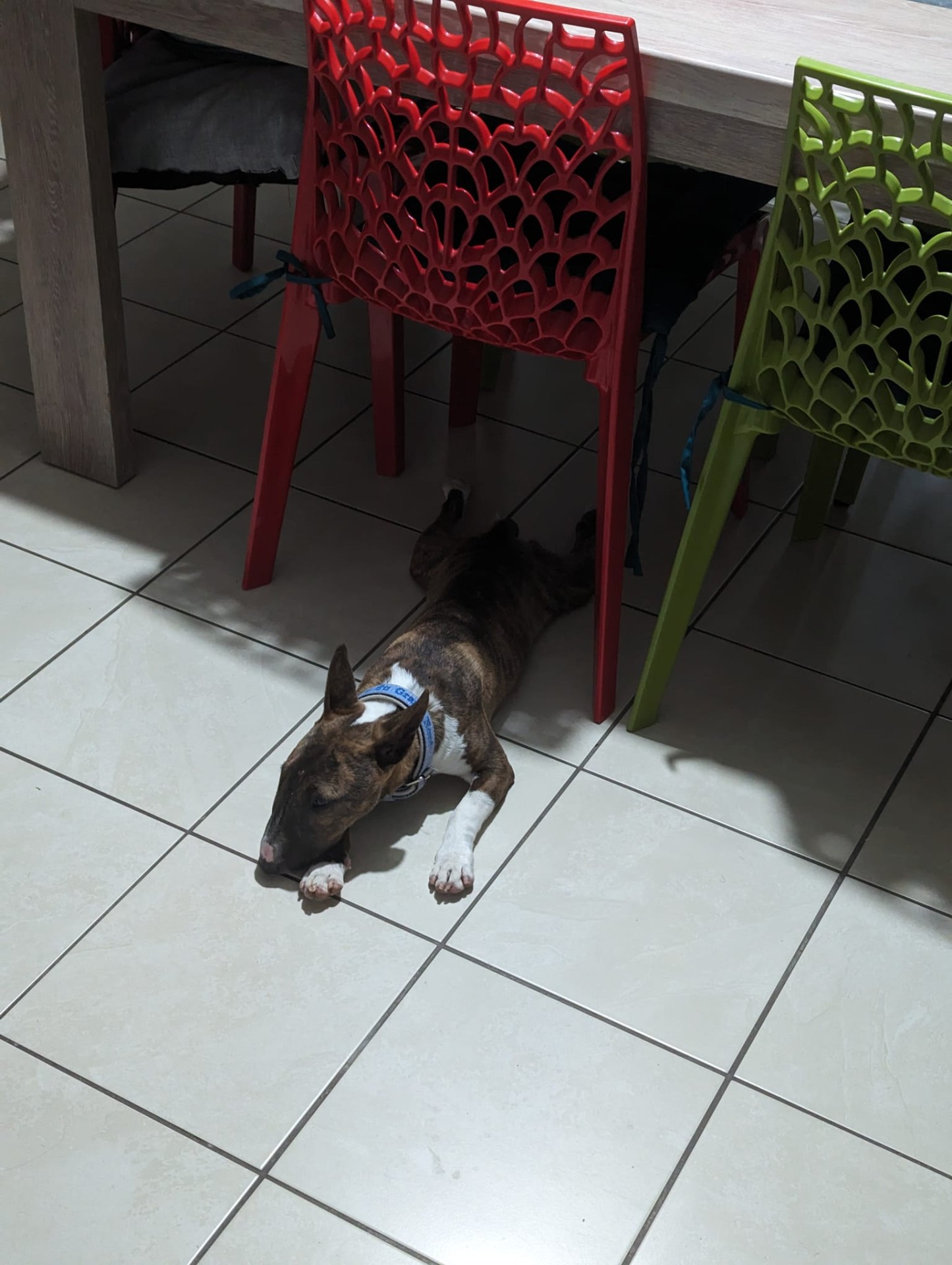 staffy's du grand nord