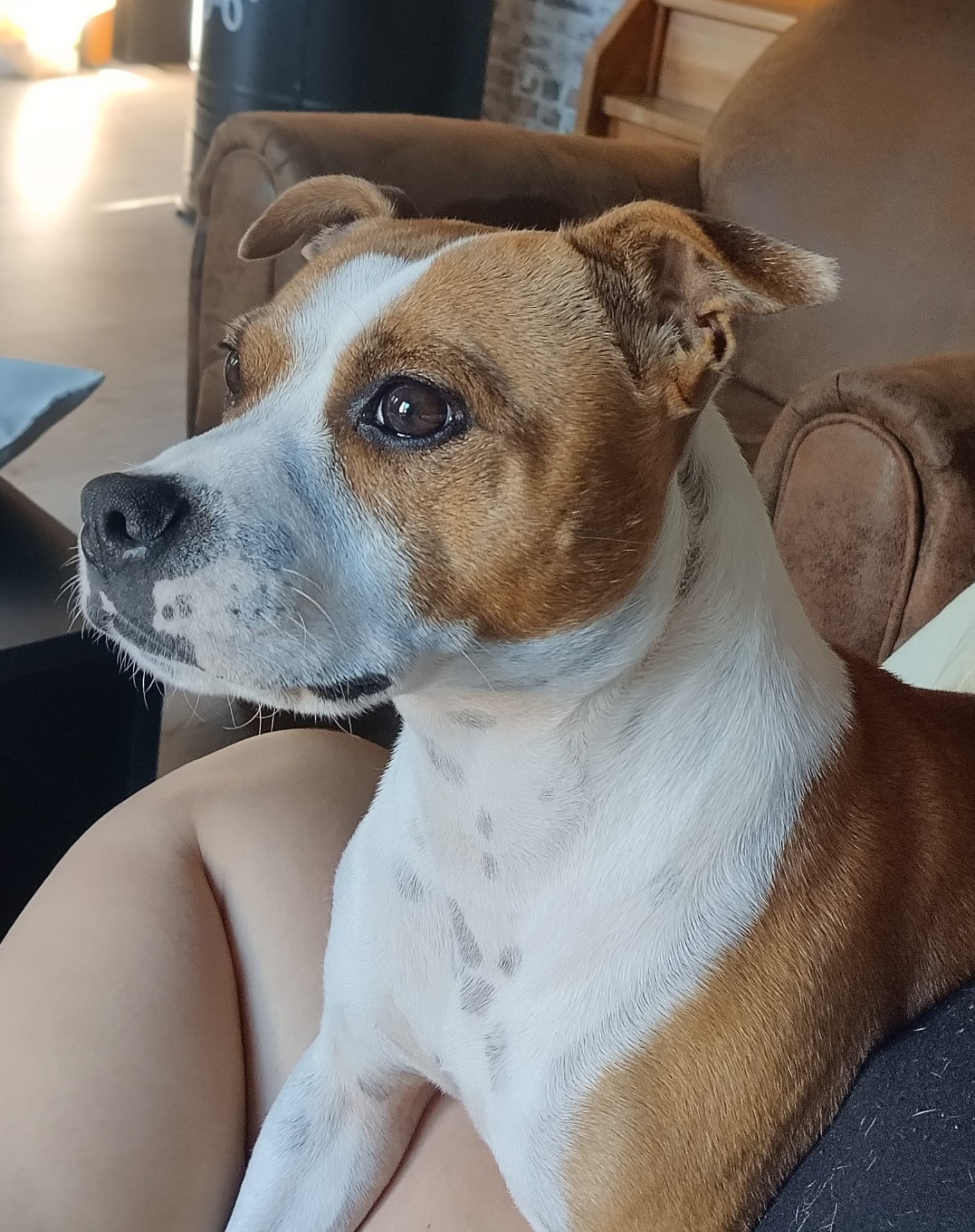 staffy's du grand nord