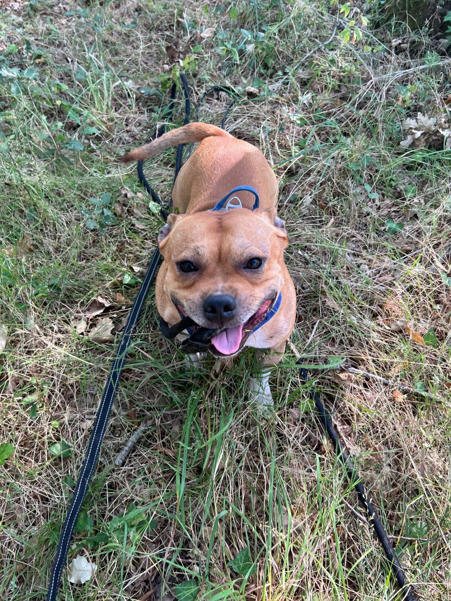 staffy's du grand nord