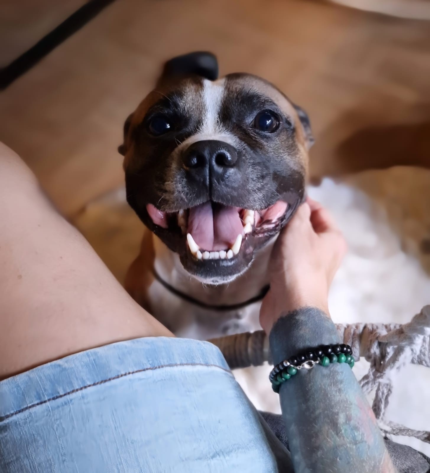 staffy's du grand nord
