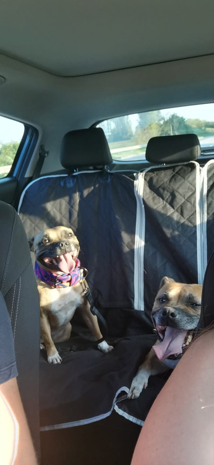 staffy's du grand nord