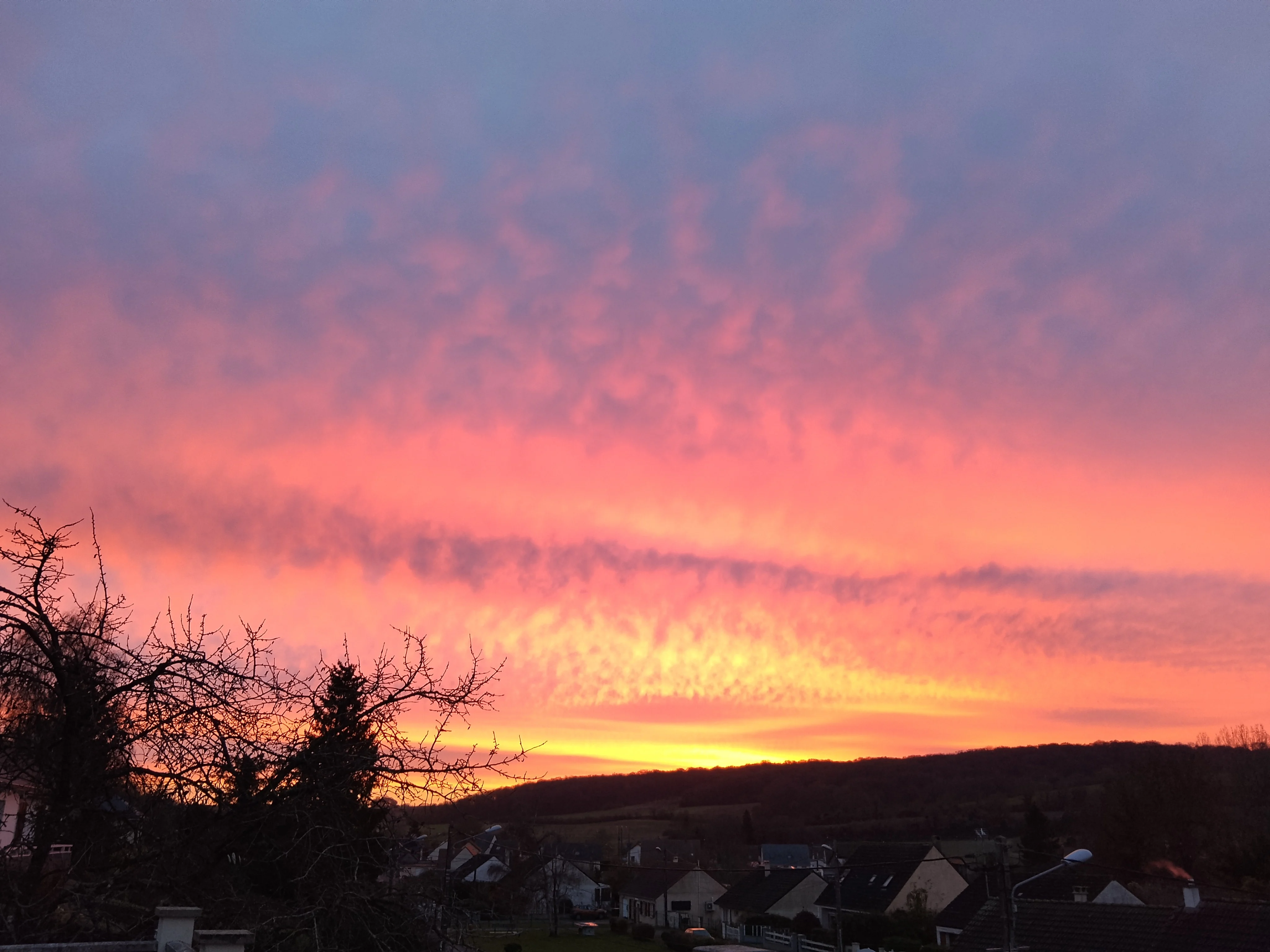 Staffy's du grand nord 