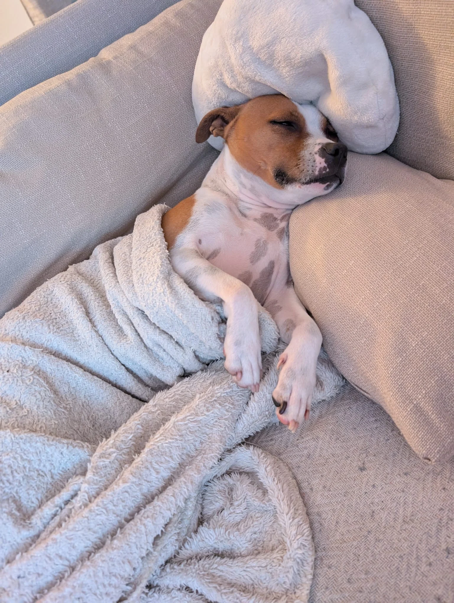 Staffy's du grand nord 