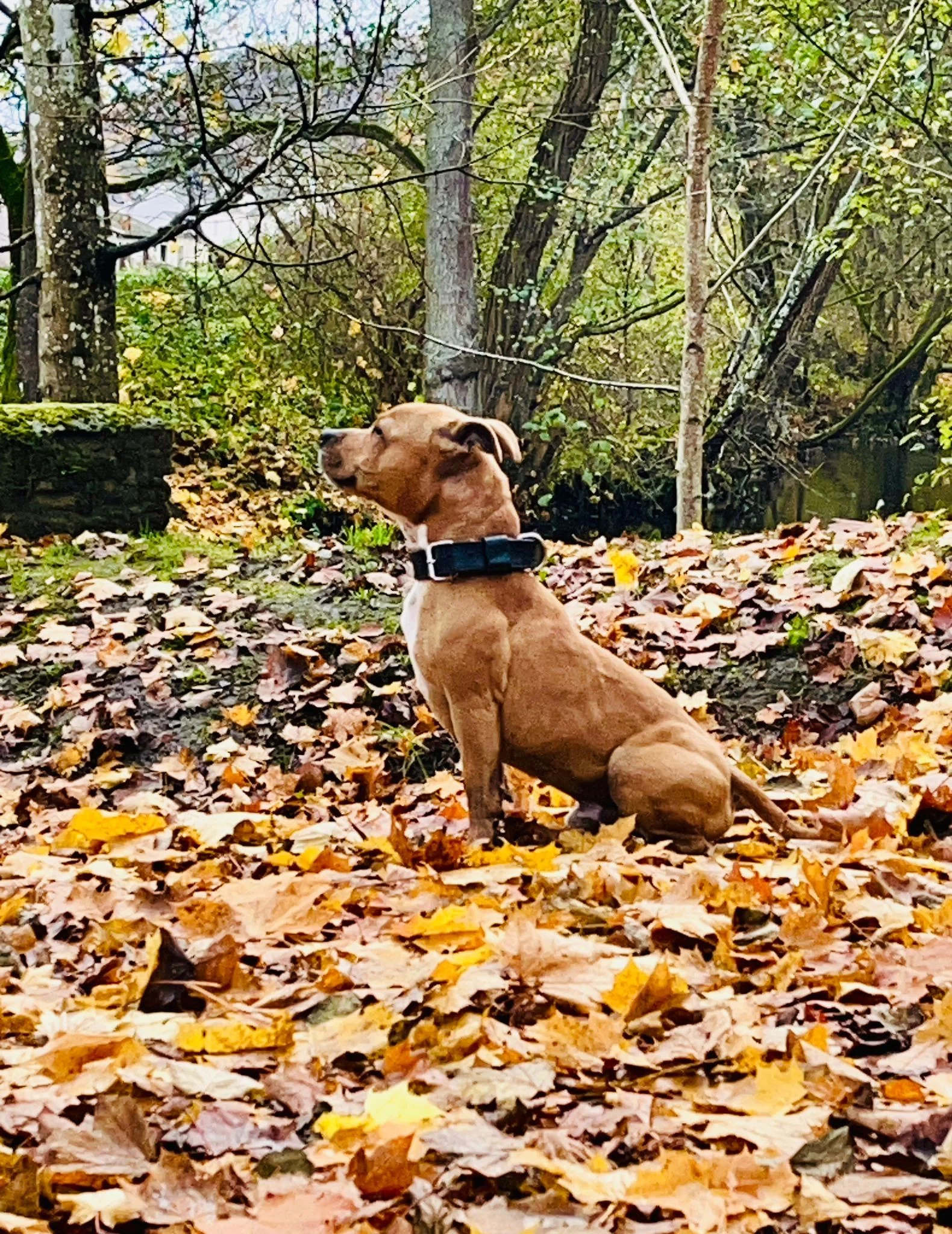 Staffy's du grand nord 