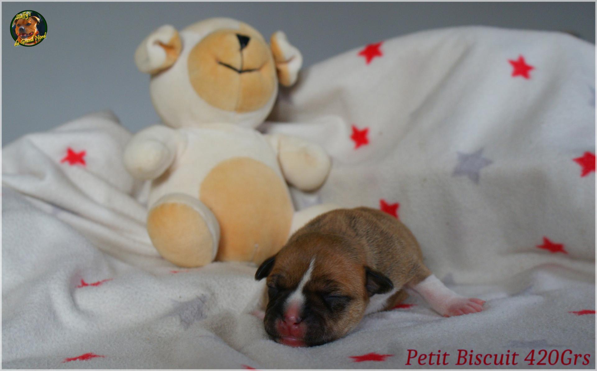 Petite Ourse et sa Soeur