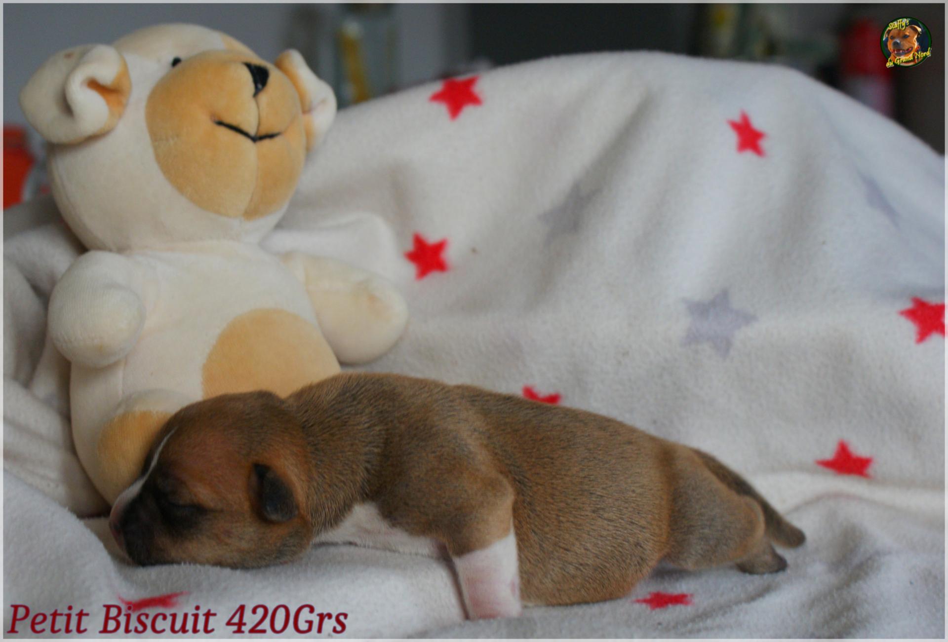 Petite Ourse et sa Soeur
