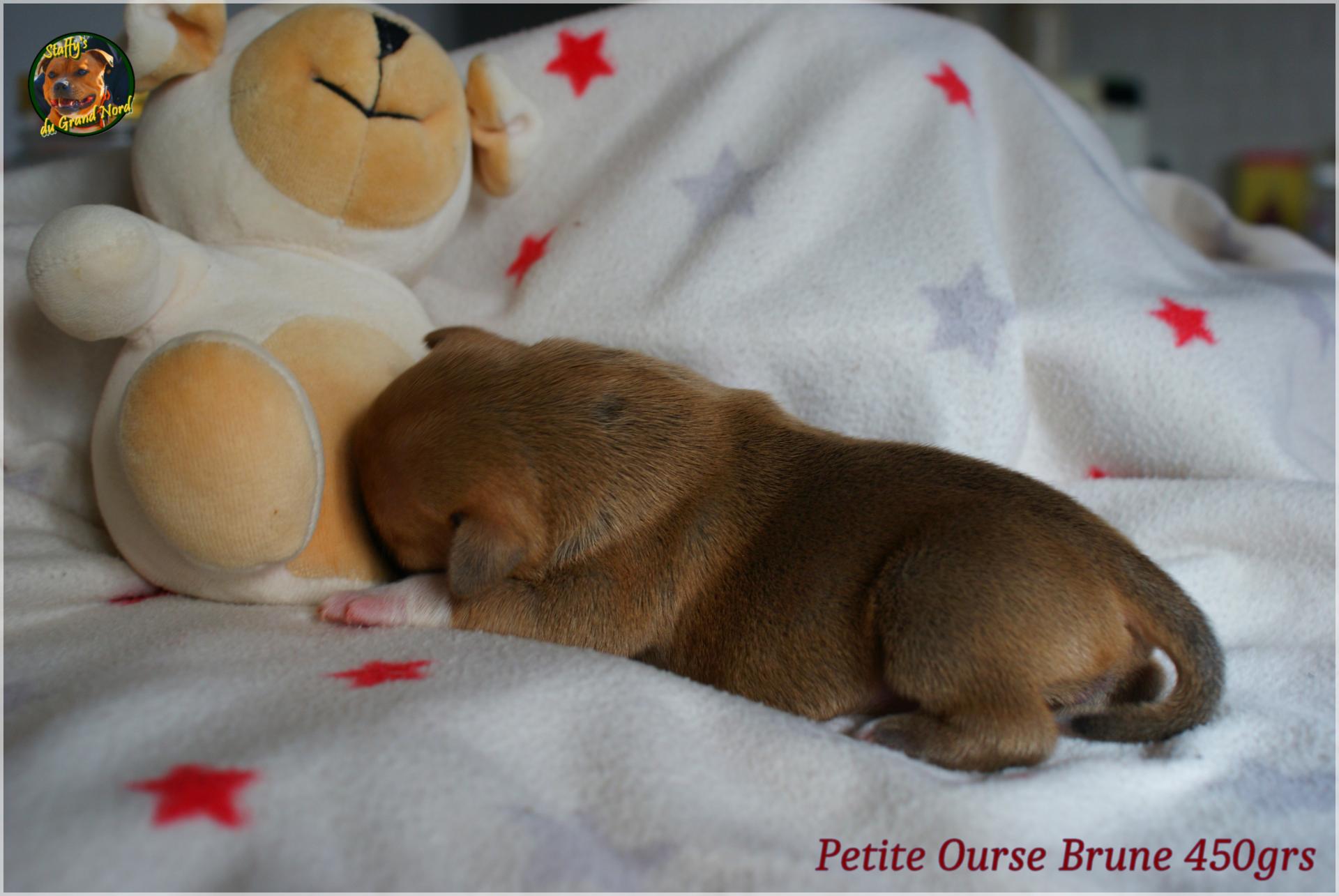 Petite Ourse et sa Soeur