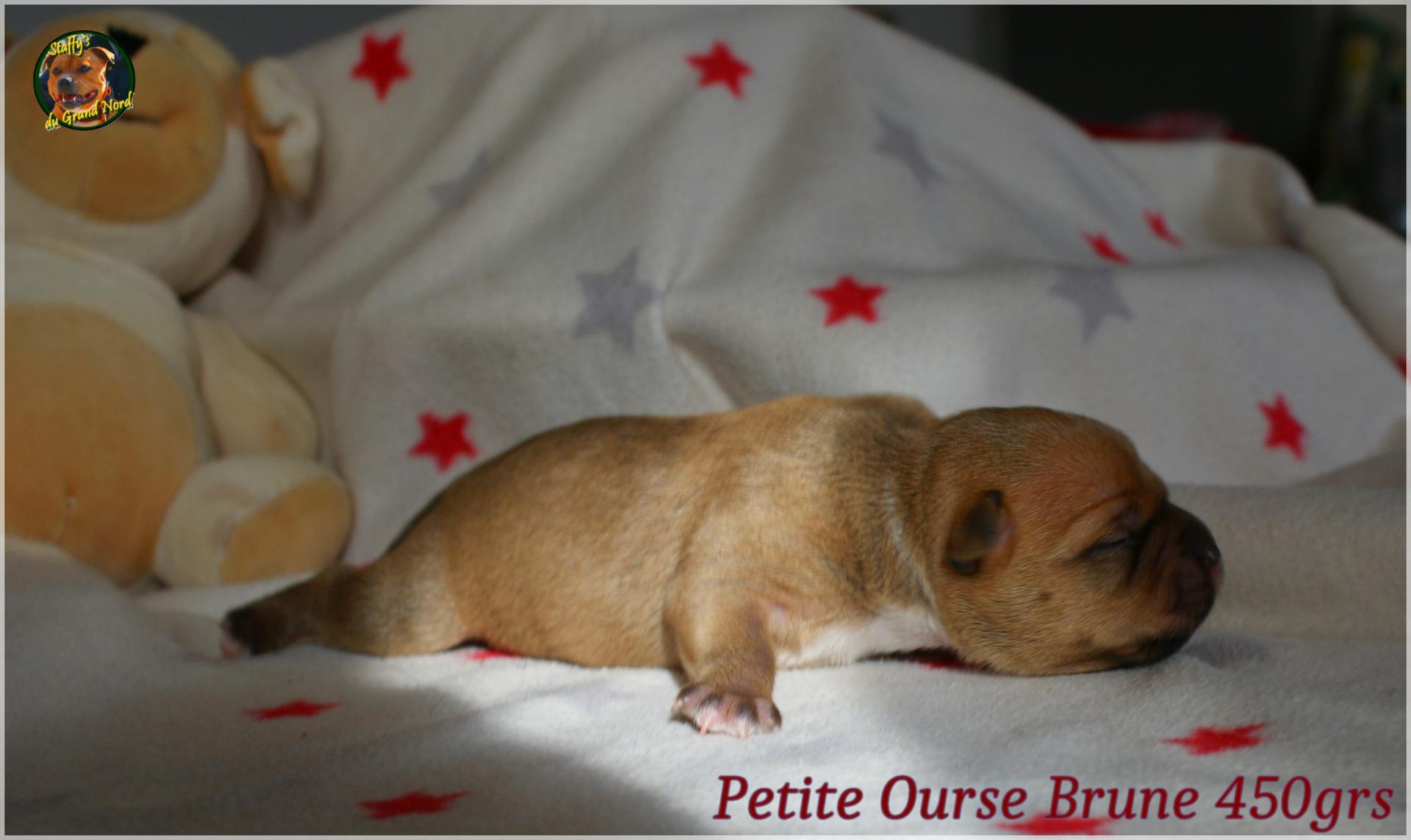 Petite Ourse et sa Soeur