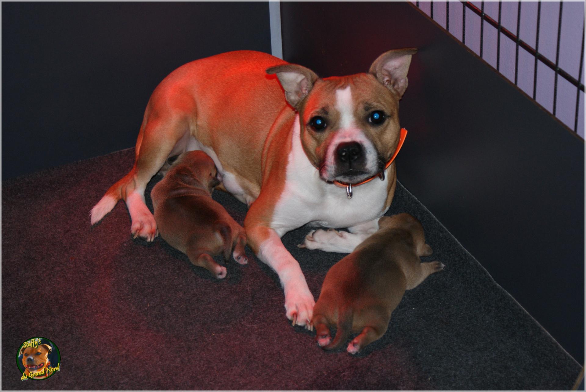 Chiot staffordshire bull terrier 