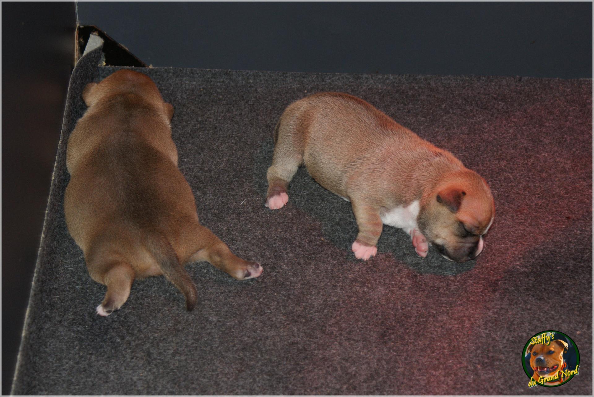 Chiot staffordshire bull terrier 