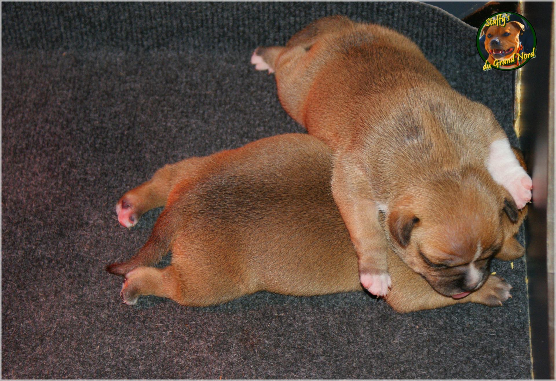 Chiot staffordshire bull terrier 