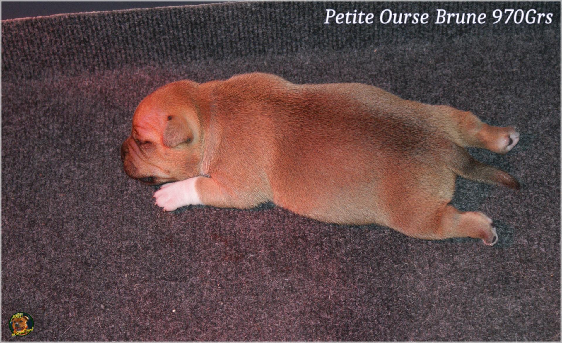 Chiot staffordshire bull terrier 