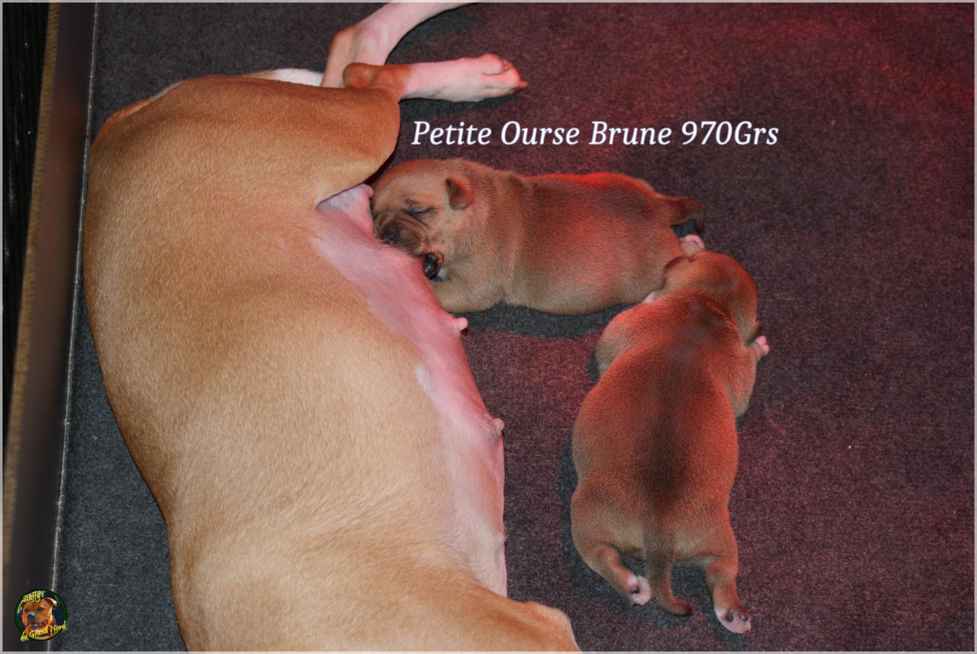 Chiot staffordshire bull terrier 