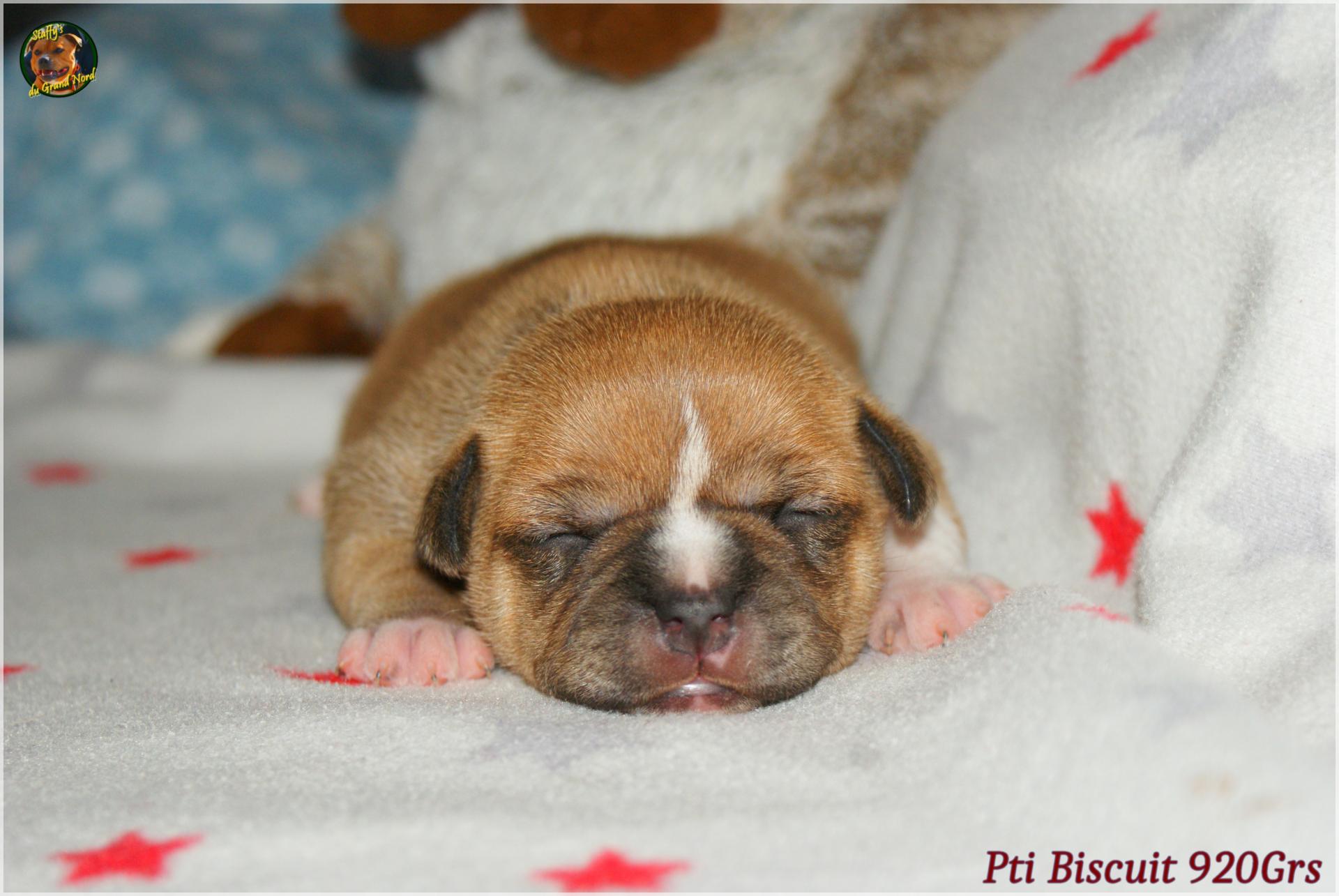 Chiot staffordshire bull terrier 