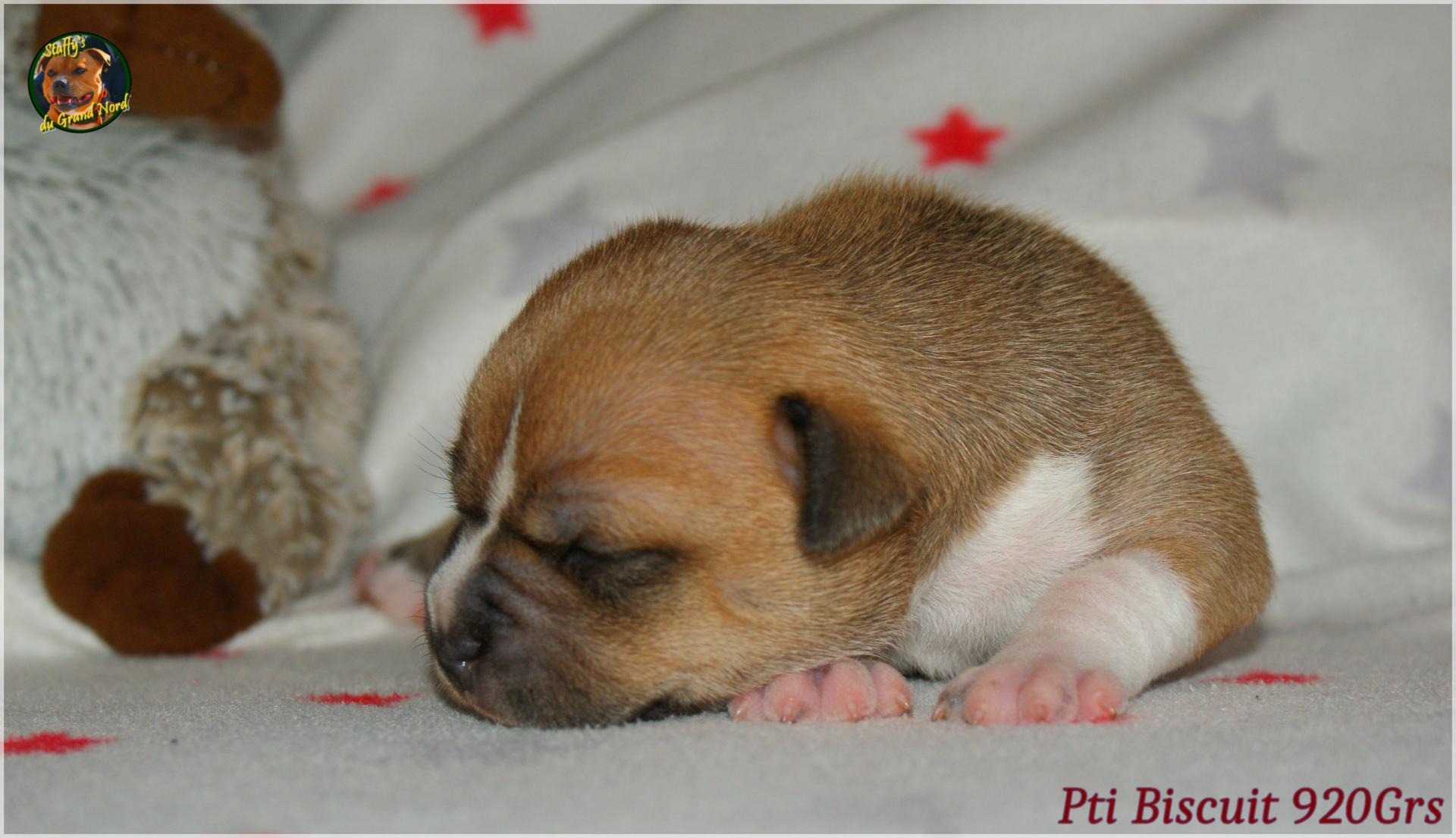 Chiots Staffie