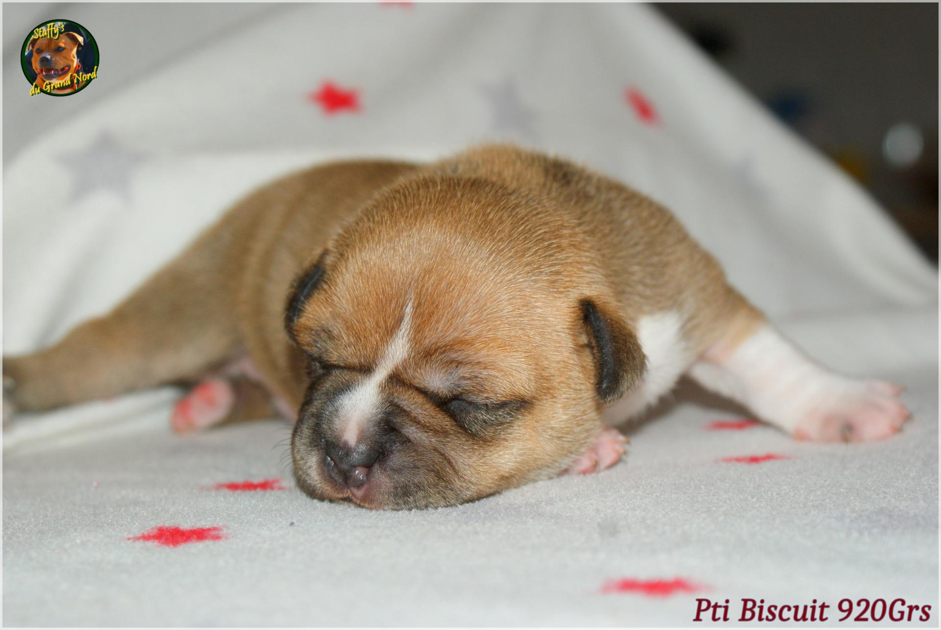 Chiot staffordshire bull terrier 