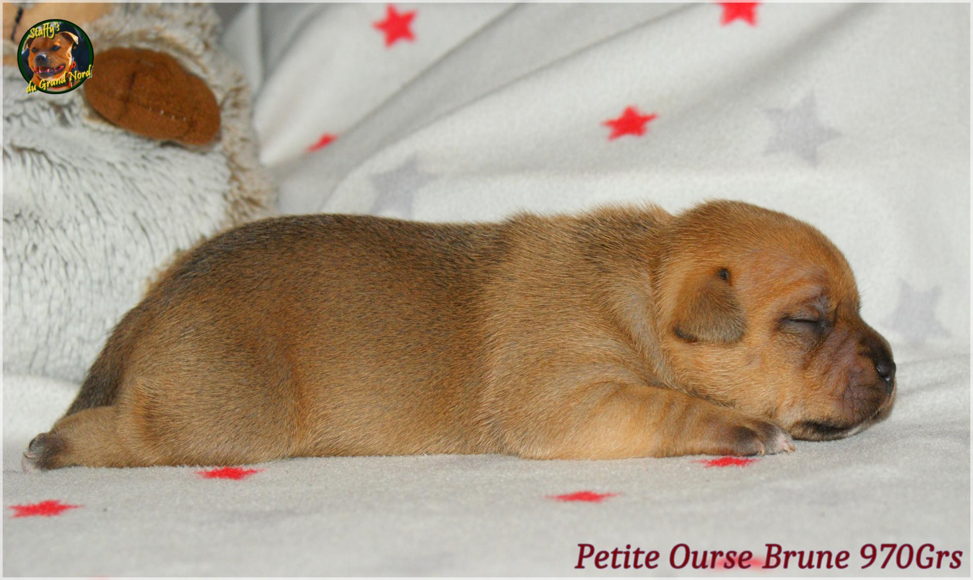 Chiot staffordshire bull terrier 
