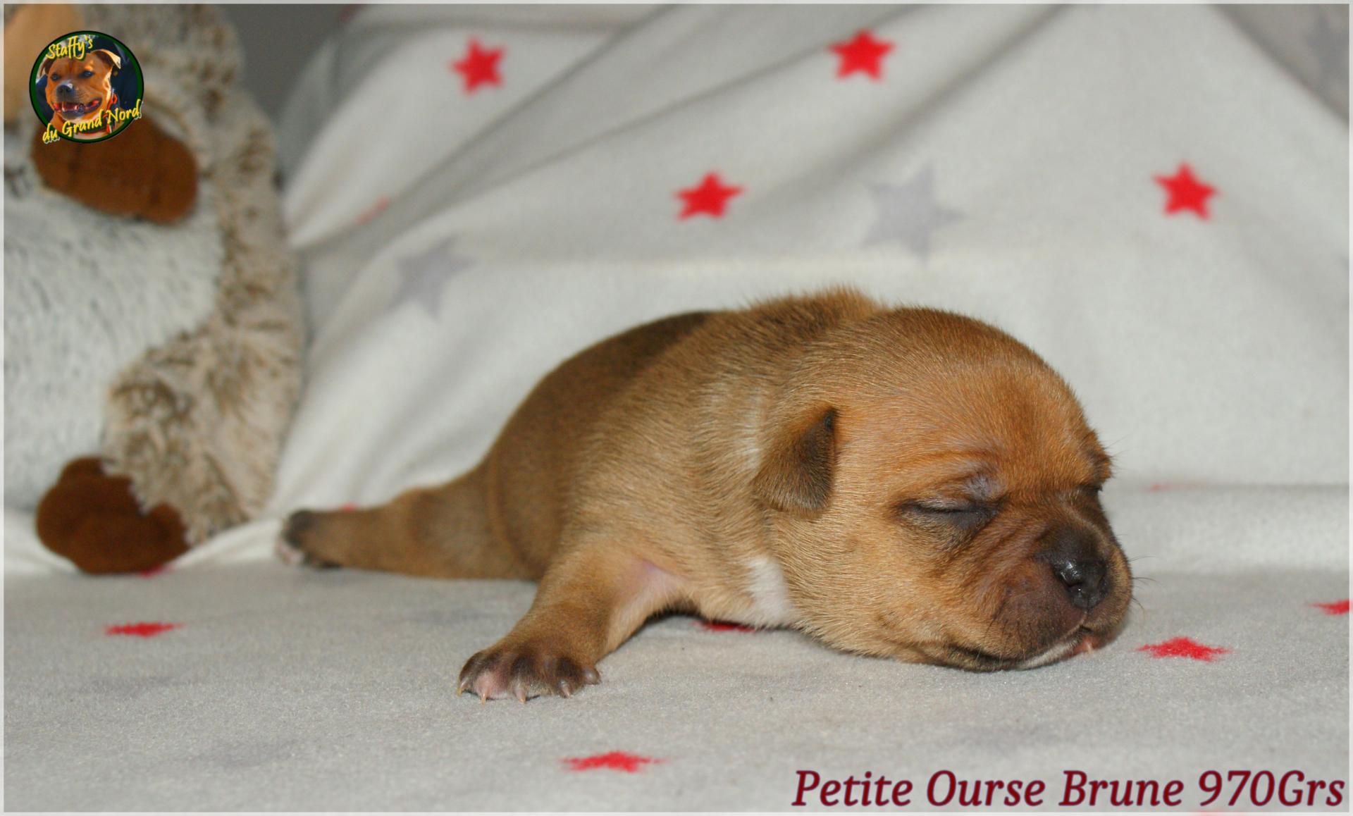 Chiot staffordshire bull terrier 