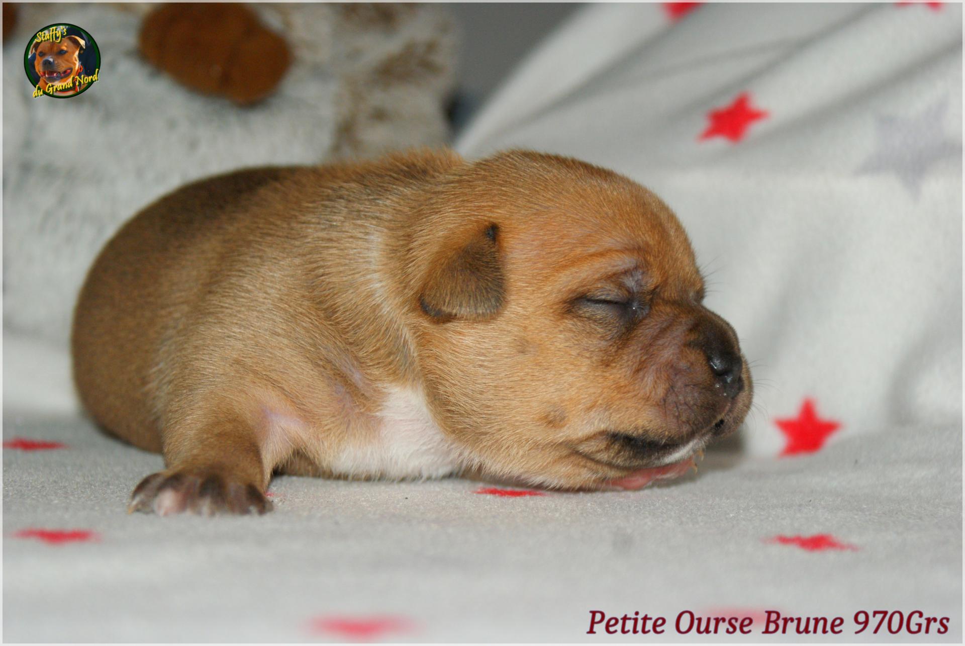 Chiot staffordshire bull terrier 