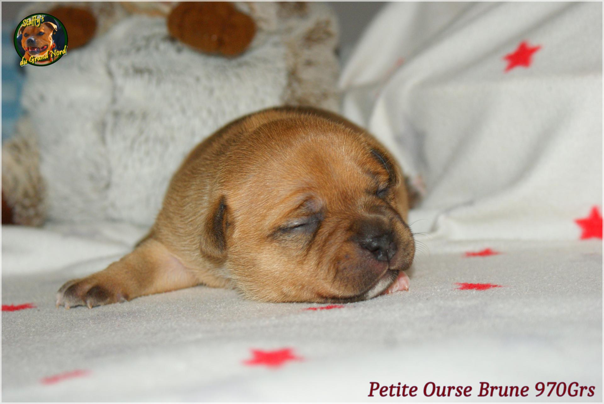 Chiot staffordshire bull terrier 