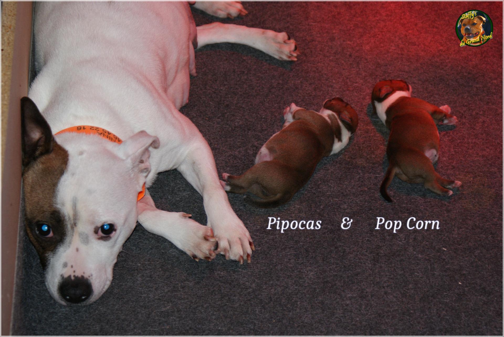 Chiots Staffie