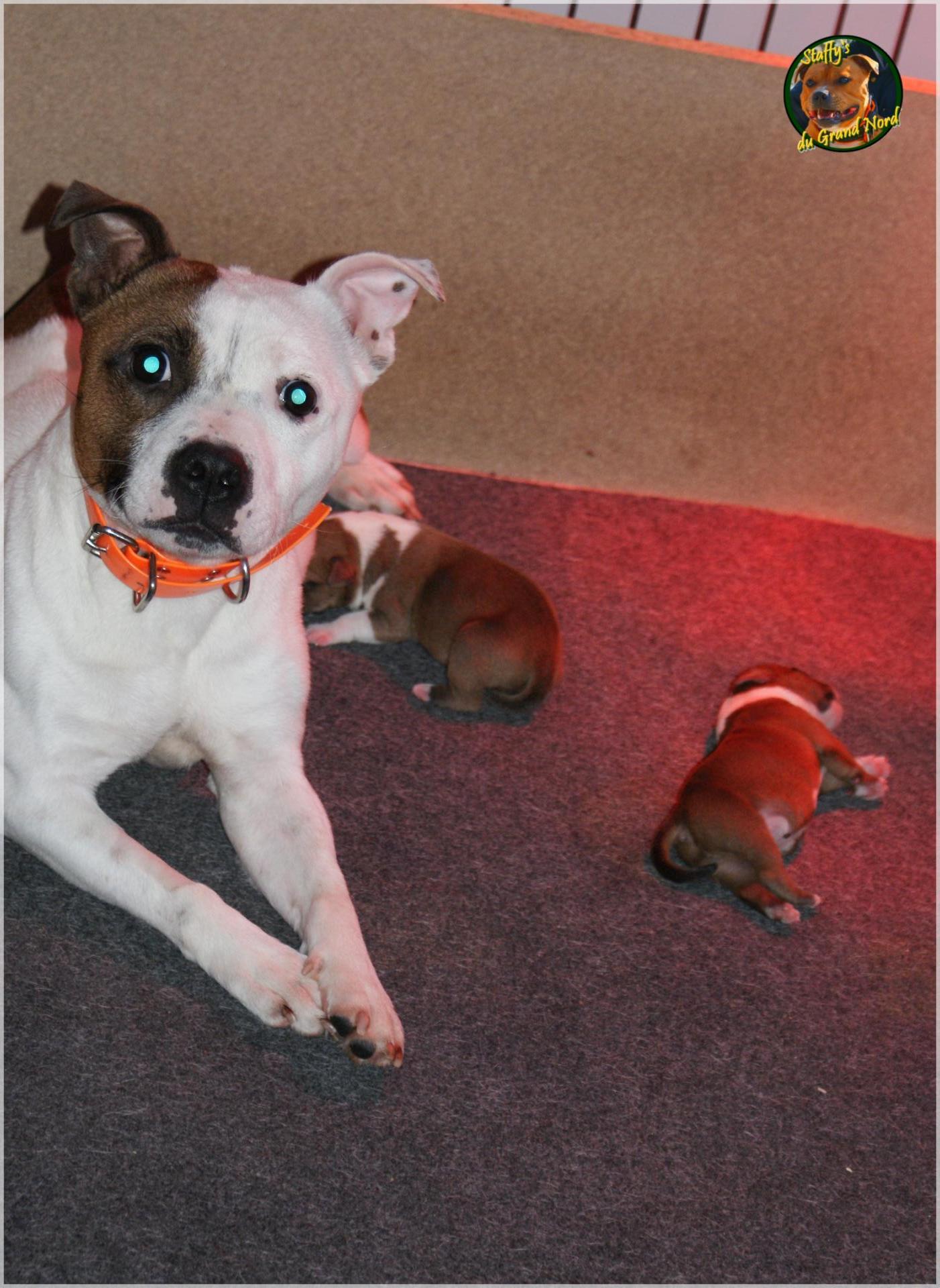 Chiots Staffie
