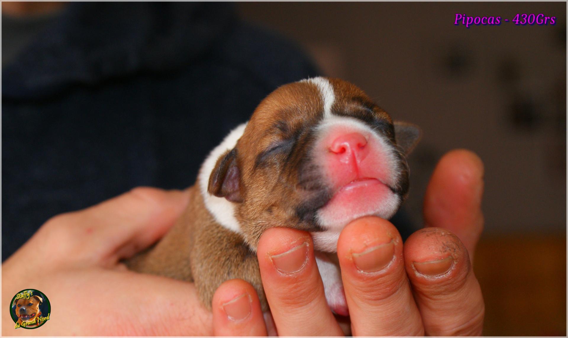 Chiots Staffie