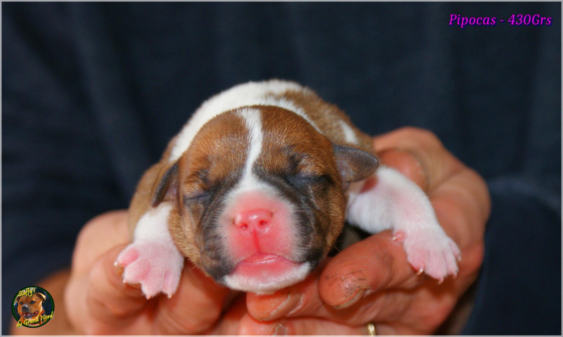Chiots Staffie