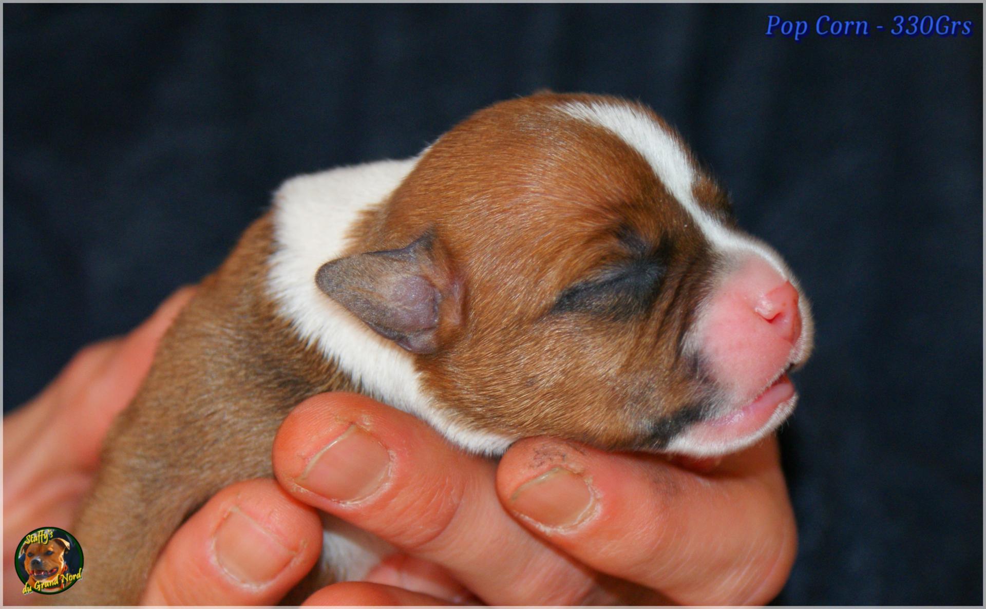 Chiots Staffie