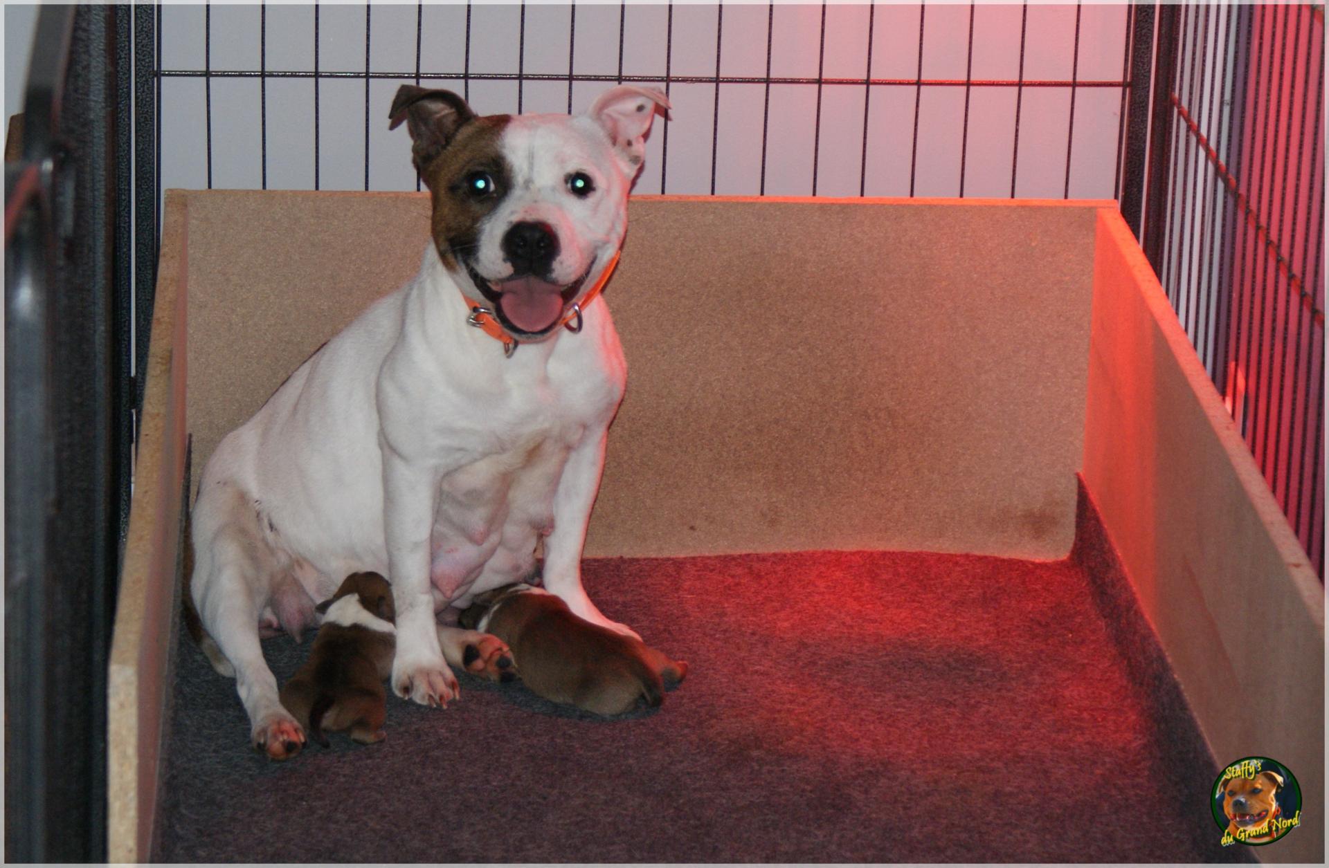 Chiots Staffie