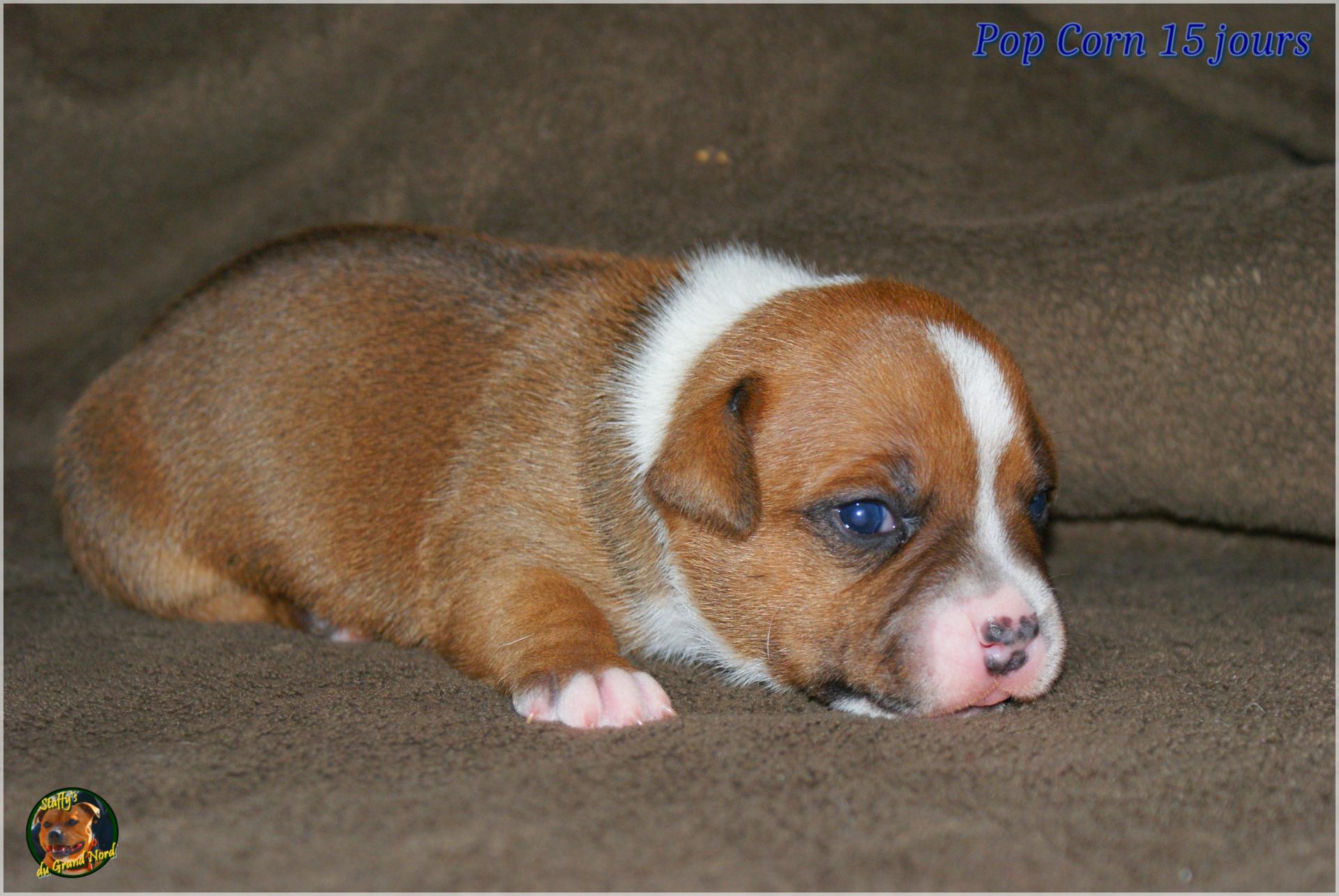 Chiots Staffie