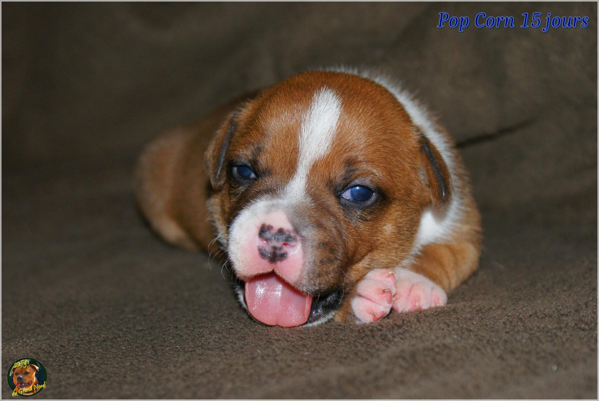 Chiots Staffie