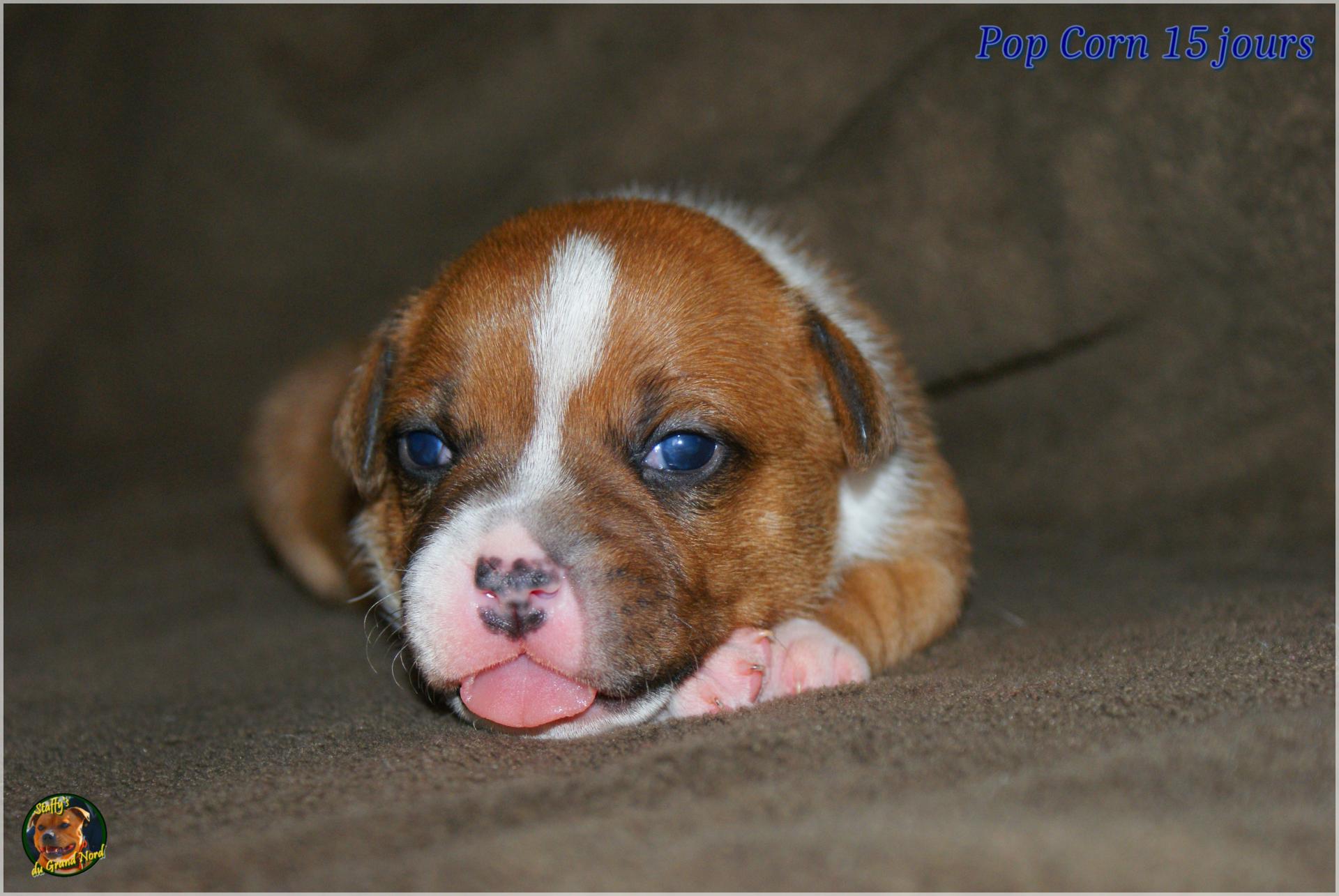 Chiots Staffie