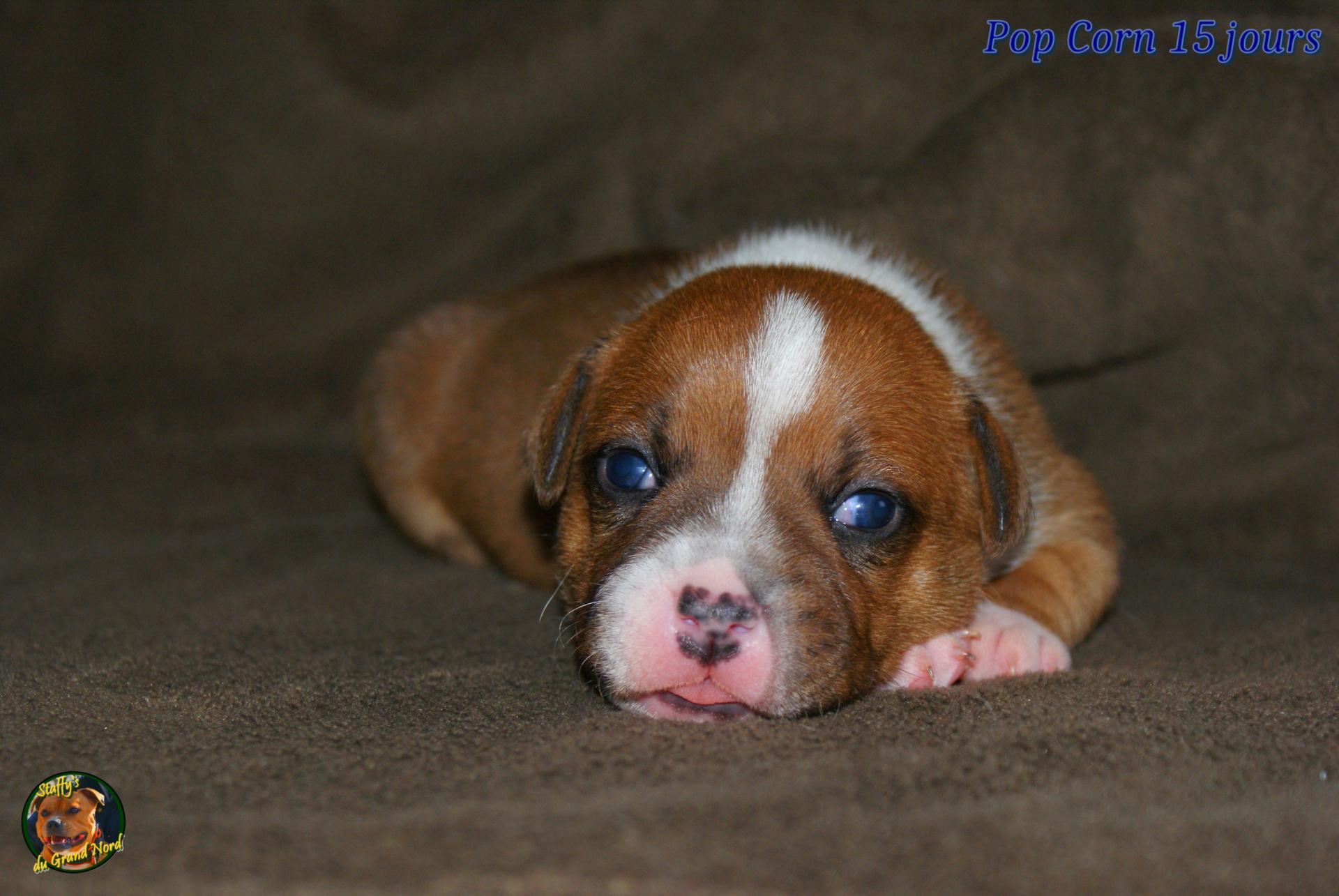 Chiots Staffie