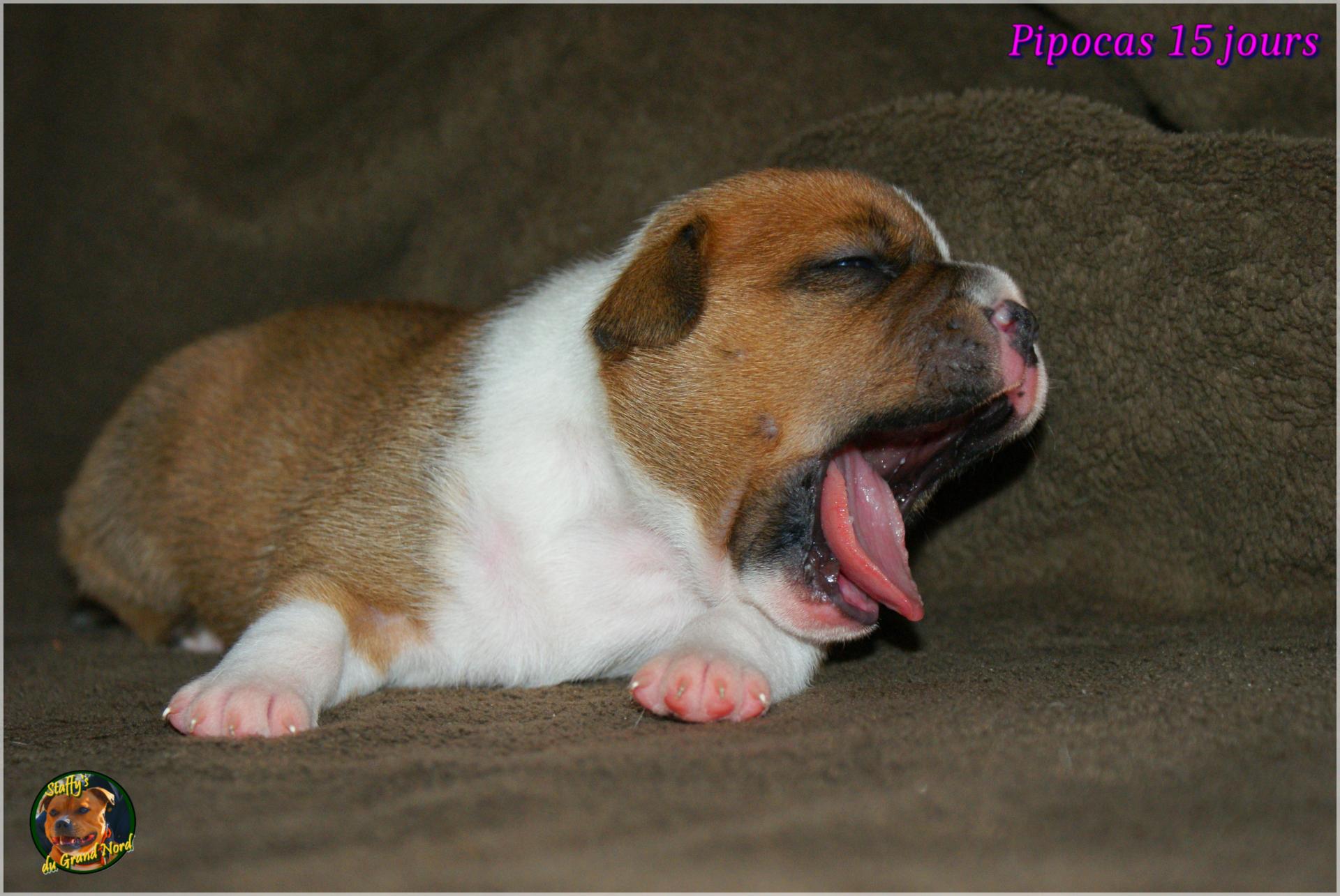 Chiots Staffie