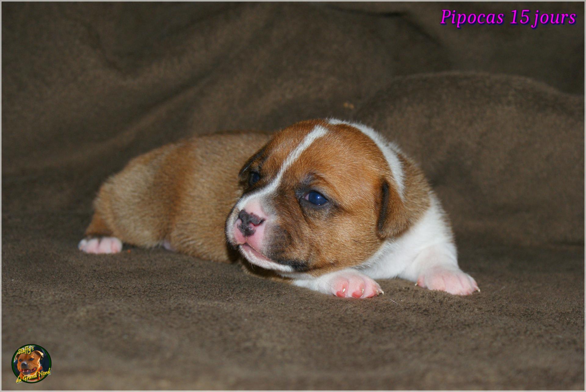 Chiots Staffie