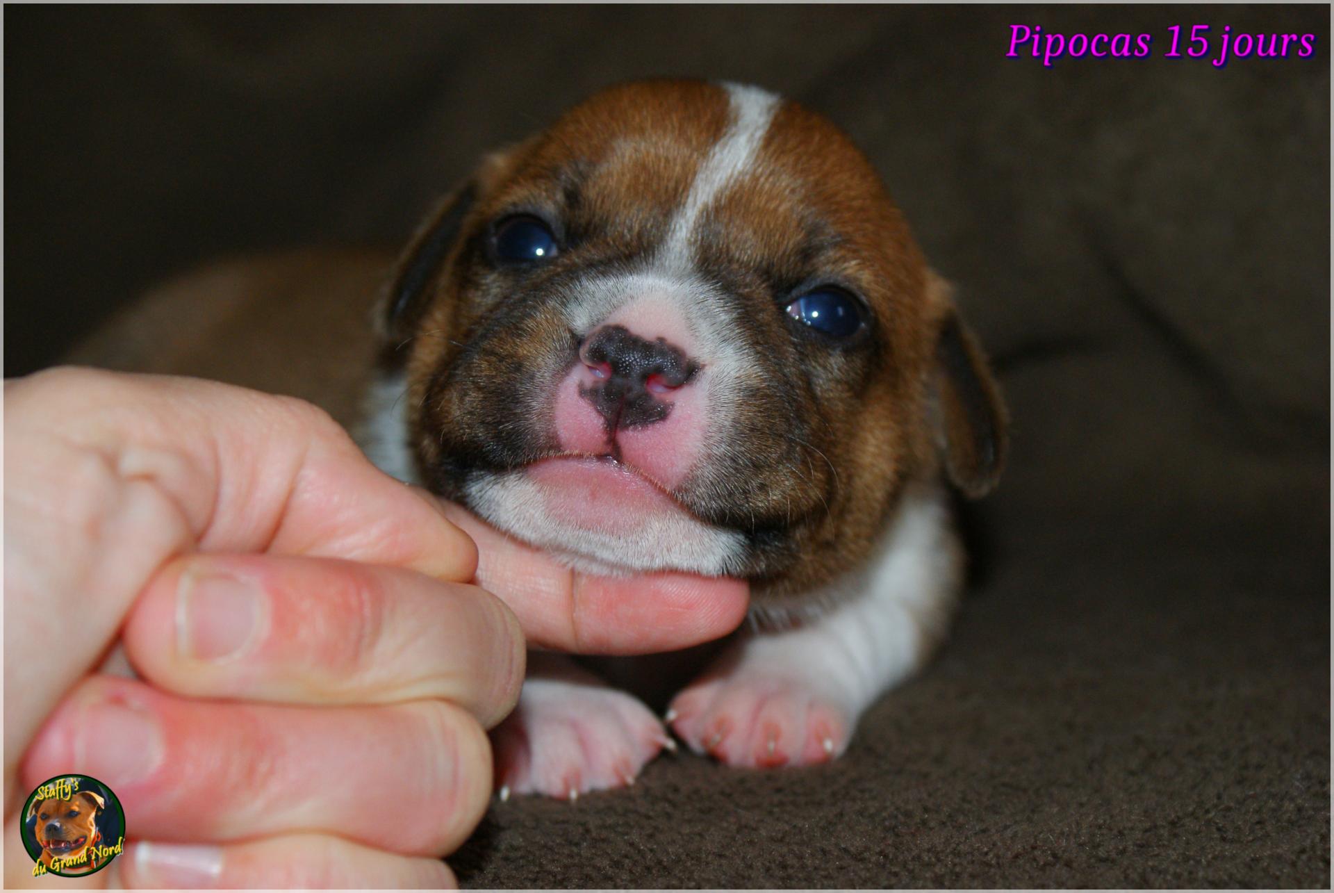 Chiots Staffie