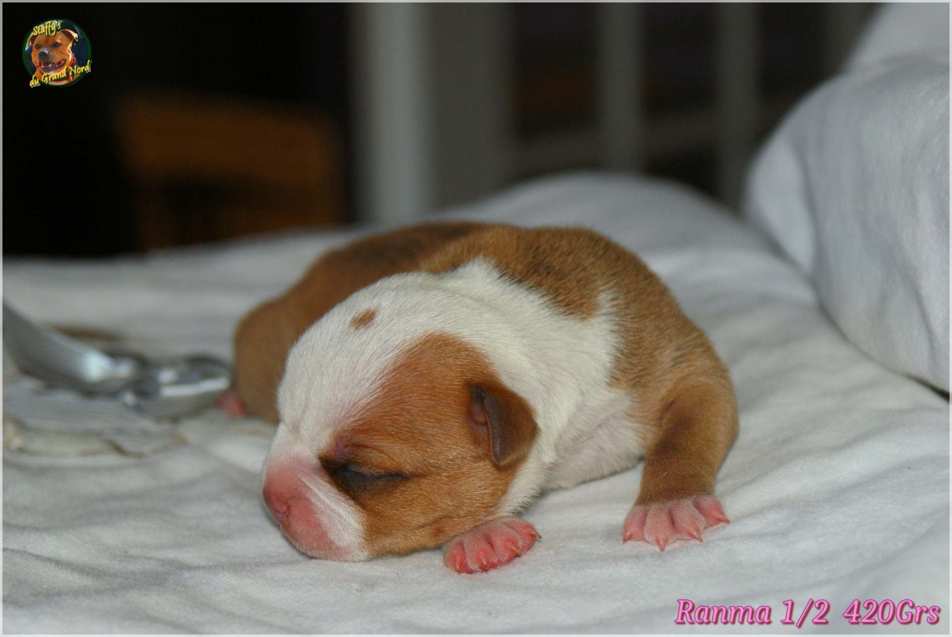 Chiot staffordshire bull terrier 