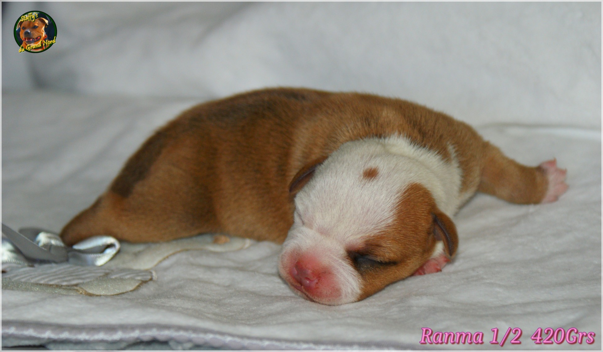 Chiot staffordshire bull terrier 