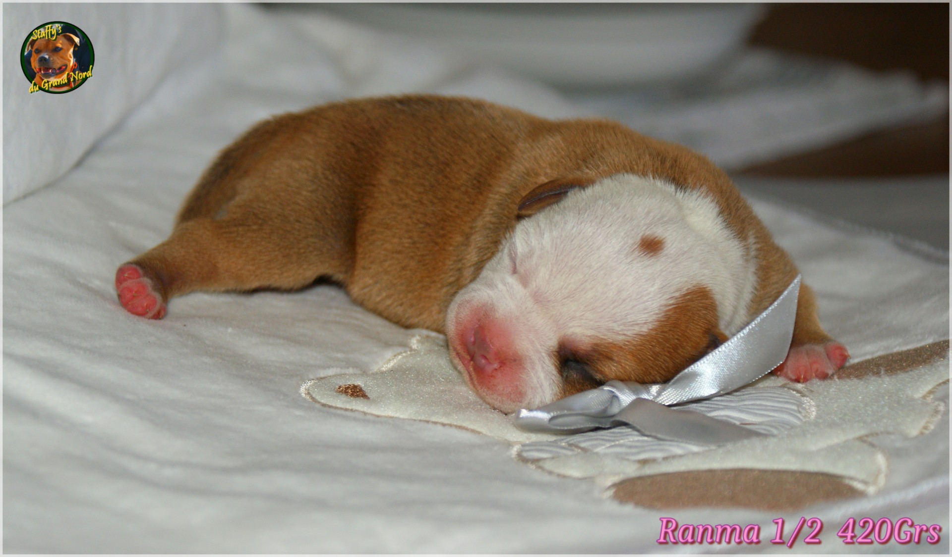 Chiot staffordshire bull terrier 