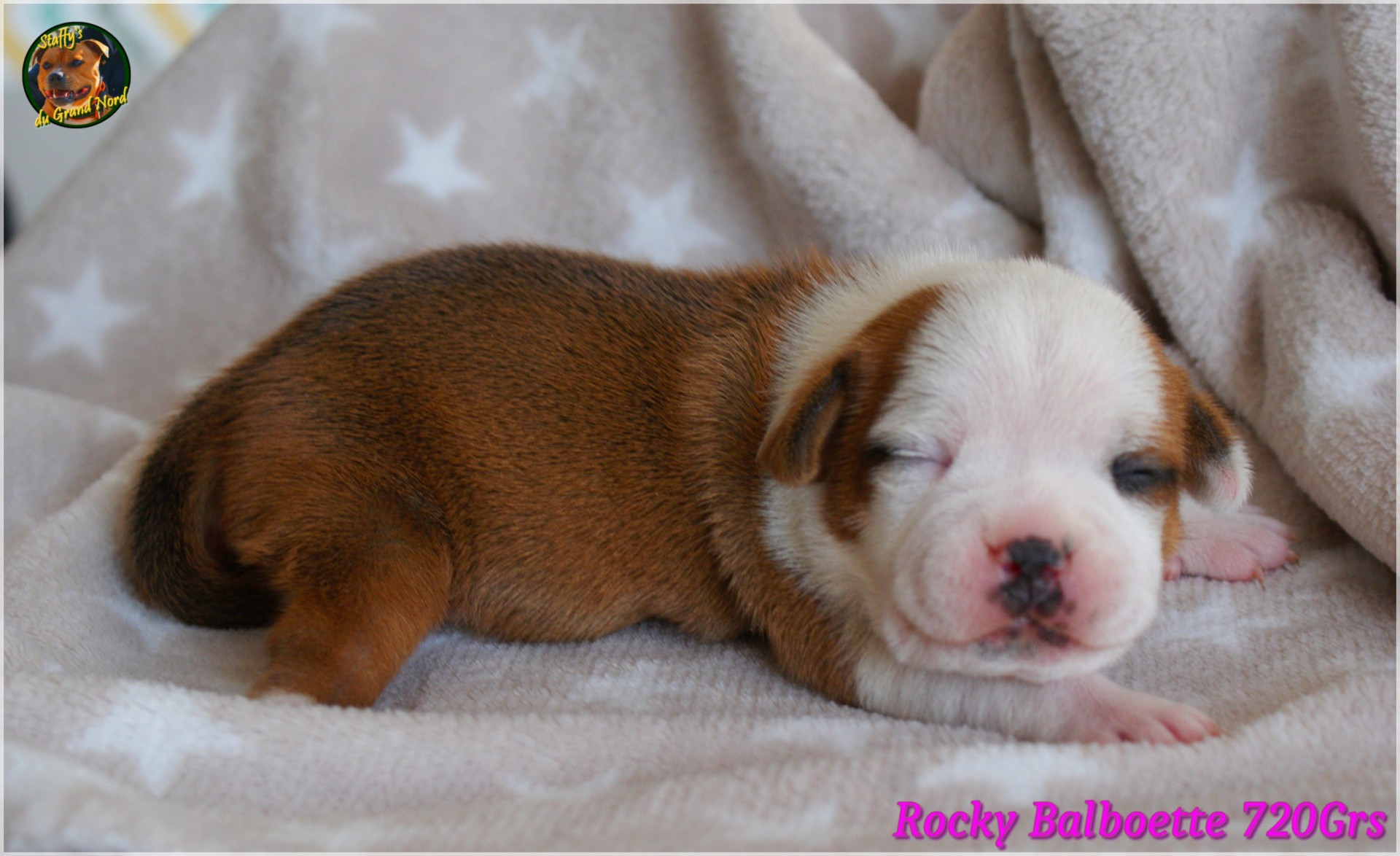 Chiot staffordshire bull terrier