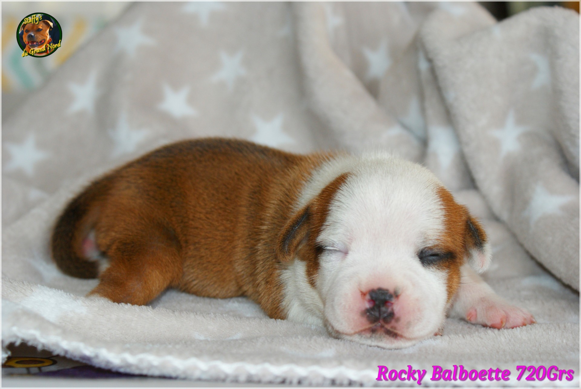 Chiot staffordshire bull terrier