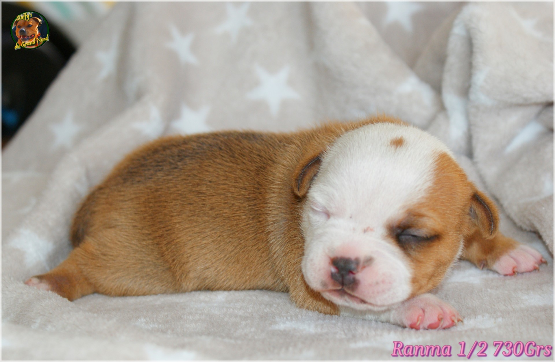 Chiot staffordshire bull terrier