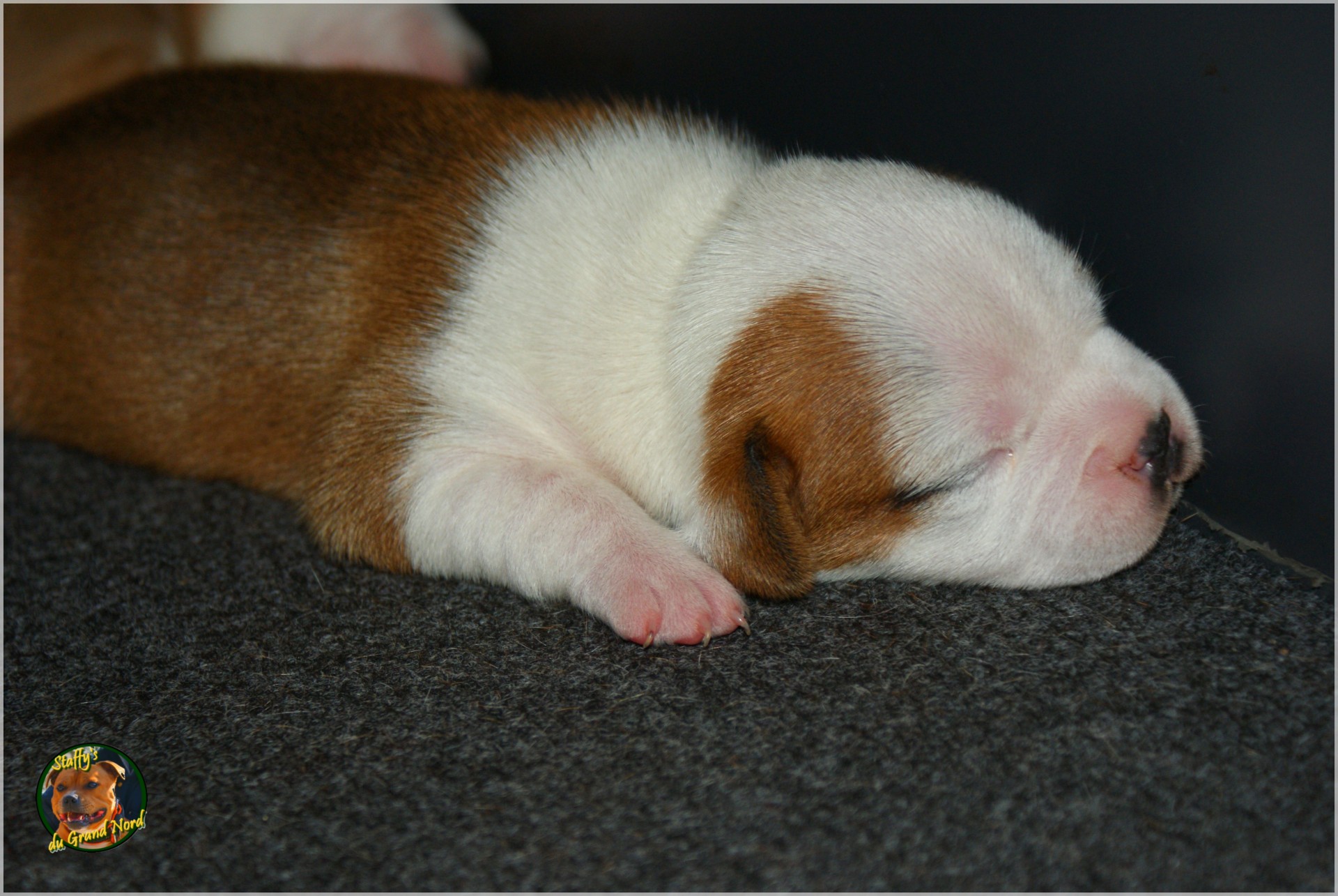 Chiot staffordshire bull terrier